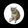 CASHCAT logo